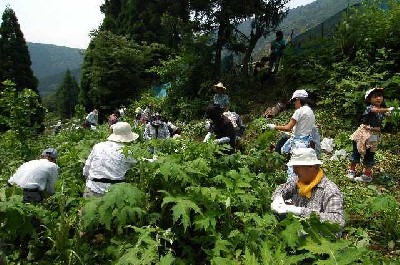 沢アザミを収穫している写真