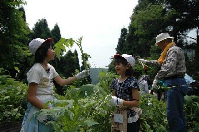 沢アザミを収穫している写真2