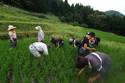 田んぼの草引き作業写真