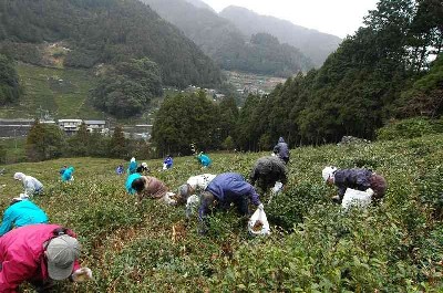 茶畑で草取りをしているボランティア参加者の方々