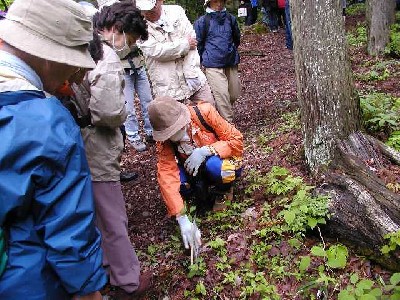 山菜ウォッチングの様子