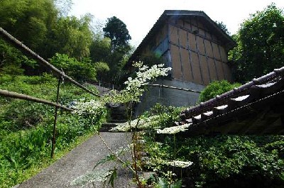 家の軒先に自生する薬草(トウキ)の写真