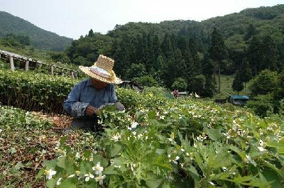 栽培される薬草(ドクダミ)の収穫作業写真