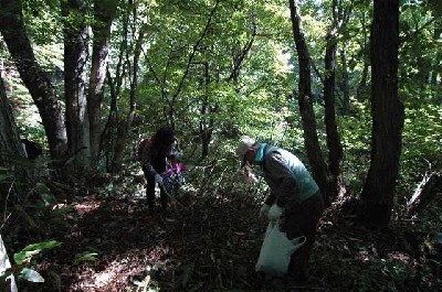 栃の実を拾う写真