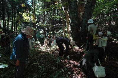 栃の実を拾う参加者