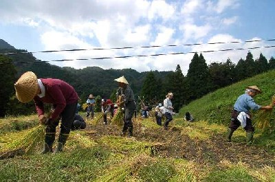 稲刈り作業の写真