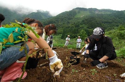 じゃがいもを収穫している写真