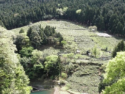 小宮神のお茶畑